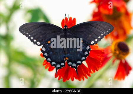 Makro eines Gewürzbusches / schwarzen Schmetterlings (papilio troilus) auf einer roten Gartenblume - Draufsicht mit ausgebreiteten Flügeln Stockfoto