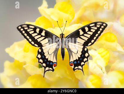 Makro eines Oregon-Schwalbenschwanz-Schmetterlings (papilio bairdii oregonius), der auf gelben snapdragon-Blüten ruht - Flügel ausgebreitet Stockfoto