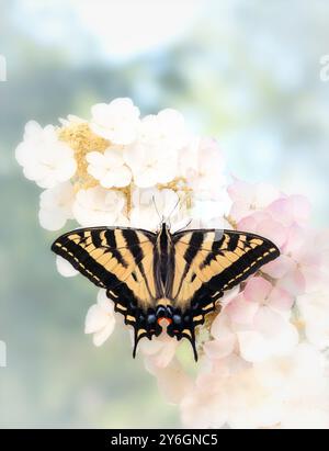 Makro eines westlichen Tigerschwalbenschwanz-Schmetterlings (Papilio rutulus), der auf einer weißen Hortensie aus Eichenblättern ruht - Blick von oben mit offenen Flügeln Stockfoto