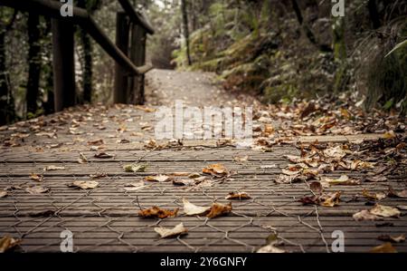 Herbstbirkenblätter auf einem Holzsteg in einem Wald von Galicien, Spanien, Europa Stockfoto