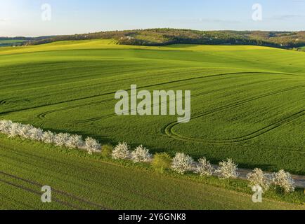 Blick aus der Vogelperspektive auf die wunderschönen grünen welligen Hügel mit landwirtschaftlichen Feldern und blühenden Gärten im Frühling. Region Südmähren, Tschechische Republik, Europa Stockfoto