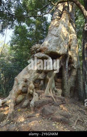 Riesige Baumwurzeln auf alten Tempelruinen, Angkor, Kambodscha, Asien Stockfoto