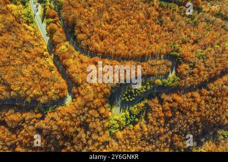 Blick von oben auf die gekrümmte Straße durch den hellen Herbstwald. Hallo Bergpass in Siebenbürgen, Rumänien, Europa Stockfoto
