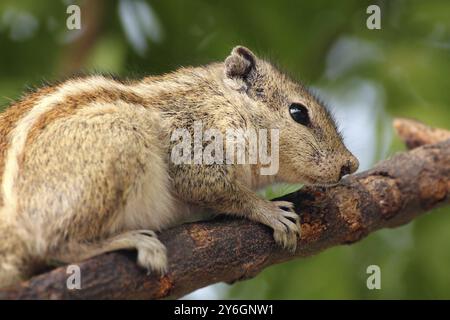 Streifenhörnchen sitzt auf Baumzweig-Nahaufnahme Stockfoto