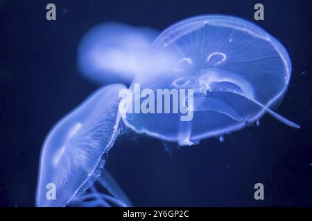 Nahaufnahme einer Qualle, die vor einem dunkelblauen Hintergrund beleuchtet wird und ihre komplizierten Muster und ihre zarte Natur hervorhebt Stockfoto