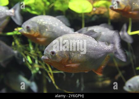 Piranhas fischen unter Wasser Stockfoto