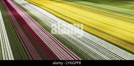 Luftaufnahmen von blühenden Tulpenfeldern in Chile bei Osorno Stockfoto