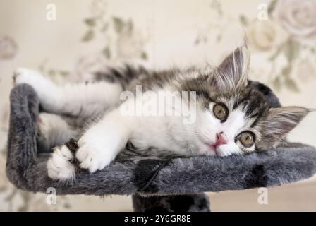 Sibirisches langhaarige Kätzchen liegt auf dem Bett und schaut auf die Kamera Stockfoto