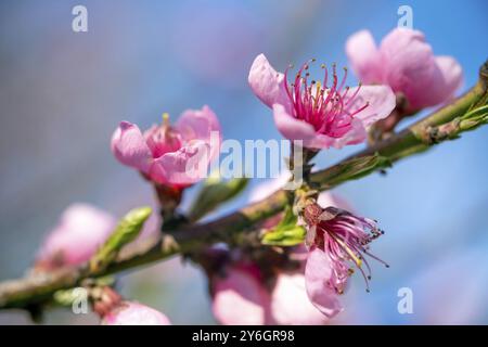 Blühende Pfirsichbaum rosa Blüten an einem sonnigen Frühlingstag, Makroaufnahme Stockfoto