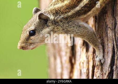 Kleines Streifenhörnchen, das auf Baumnähe sitzt Stockfoto