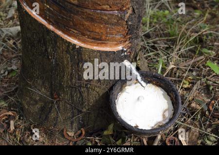 Naturlatex tropft von einem Gummibaum auf einer Gummibaumplantage in Thailand, Asien Stockfoto