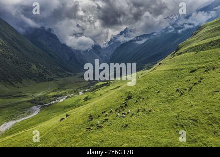 Luftaufnahme der Pferdeherde, die im Sommer auf der Hangwiese grasen. Kaukasus-Gebirge Stockfoto