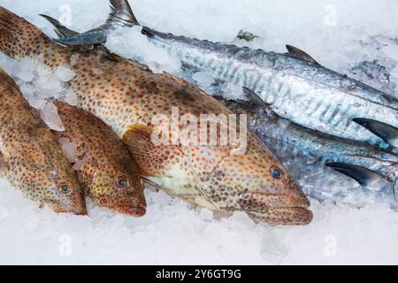 Frisch gefangener Orangenfleckenbarsch und Königsmakrele auf dem Fischmarkt des Mina District im alten Hafen von Doha, Katar Stockfoto