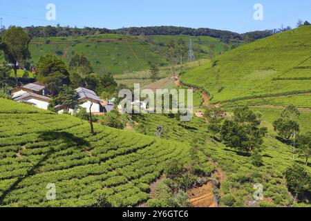 Wunderschöne Berglandschaft mit Teeplantage in Sri Lanka, HDR-Bild Stockfoto