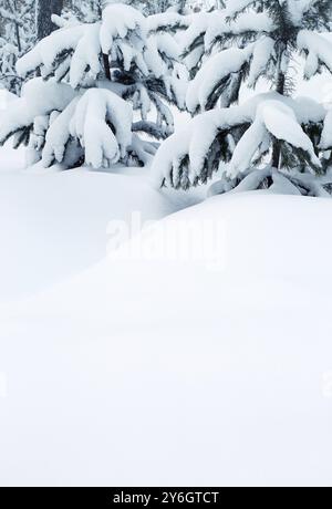 Winterhintergrund, schneebedeckte Tannen und Schneewehungen Stockfoto