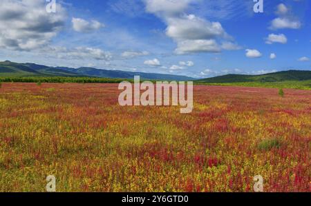 Blühende Blumen Iwan-Tee oder Weidenkraut auf der Halbinsel Kamtschatka Stockfoto