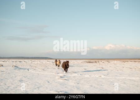 Halbwilde konik polski Pferde im Naturpark Engure Lake, Lettland an sonnigen und schneebedeckten Wintertagen. Stockfoto