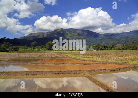 Wunderschöne Berglandschaft mit Reisplantage in Sri Lanka Stockfoto