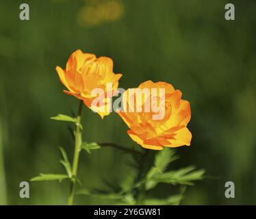 Globus Blumen (Trollius) in Sibirien. Oberer Freiheitsgrad Stockfoto