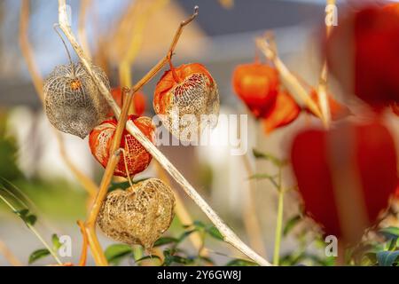 Die orangen Laternen, die Kelche fruchten) von Physalis alkekengi oder Blasenkirsche oder chinesische japanische Laterne nennen auch Winterkirsche. Blumen Pflanzen Stockfoto