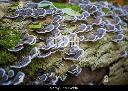 Putenschwanzpilz wächst auf einem Baumstamm im Wald. Lateinischer Name Trametes versicolor? Auch bekannt als Coriolus versicolor und Polyporus versicolor Stockfoto