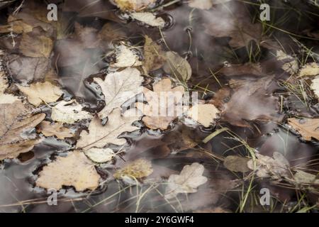 Herbstlaub auf dem Wasser schwimmt Stockfoto