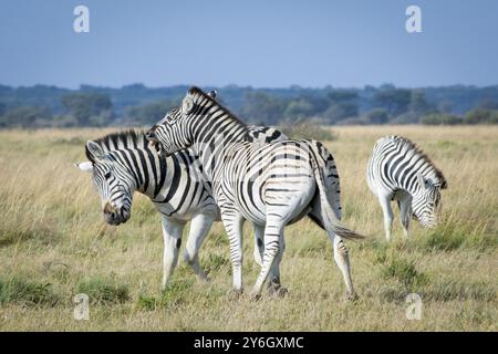 Zwei Zebras spielen miteinander in der afrikanischen Savanne und haben Spaß. Safari-Ausflug, Schönheit in der Natur Stockfoto