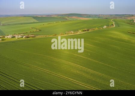 Blick aus der Vogelperspektive auf die wunderschönen grünen welligen Hügel mit landwirtschaftlichen Feldern im Frühling. Region Südmähren, Tschechische Republik, Europa Stockfoto