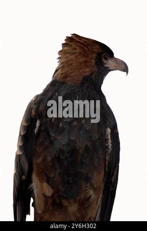 Der schwarze Bussard ist recht groß mit breiten, abgerundeten Flügeln und einem kurzen Hals und Schwanz. Stockfoto