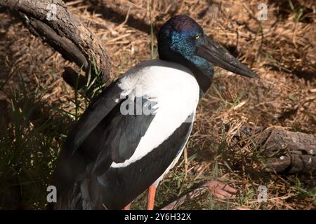 Der Jabiru oder Schwarzhalsstorch ist ein schwarz-weißer Wasservogel, der beeindruckende 1,3 m hoch ist und eine Flügelspannweite von etwa 2 m hat Stockfoto