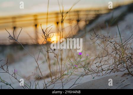 Zarte lila Blüten blühen im trockenen Gras in Sanddünen bei Sonnenuntergang. Stockfoto