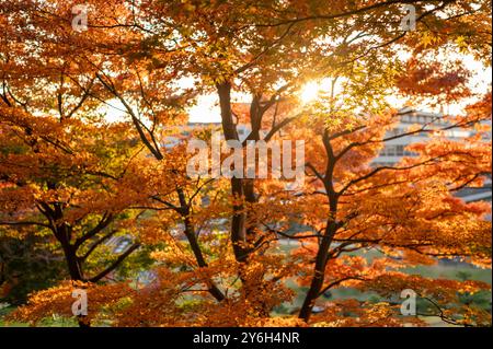 Goldenes Sonnenlicht strahlt durch leuchtend orange Herbstblätter und schafft eine warme, ruhige Atmosphäre in einer Parklandschaft. Stockfoto