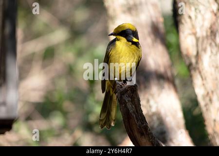 Der Helm-Honeyeater hat eine hellgelbe Stirn, Krone und Hals mit schwarzen Augen. Stockfoto