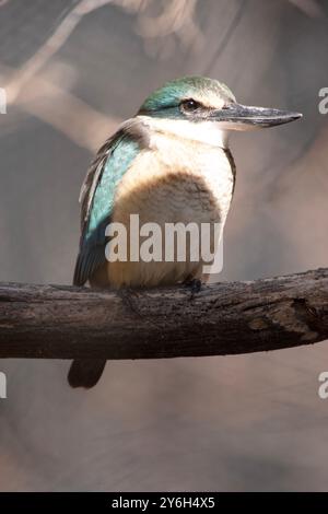 Der verängstigte eisvogel hat einen türkisblauen Rücken, einen türkisblauen Rumpf und Schwanz, weißes Unterteil und einen breiten cremefarbenen Kragen. Stockfoto