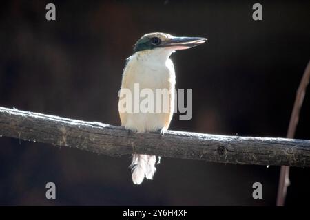 Der verängstigte eisvogel hat einen türkisblauen Rücken, einen türkisblauen Rumpf und Schwanz, weißes Unterteil und einen breiten cremefarbenen Kragen. Stockfoto