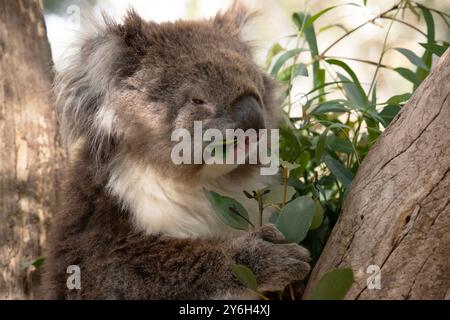 Der Koala hat einen großen runden Kopf, große pelzige Ohren und große schwarze Nase. Stockfoto