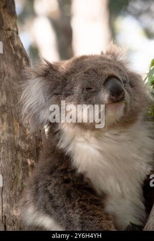 Der Koala hat einen großen runden Kopf, große pelzige Ohren und große schwarze Nase. Stockfoto