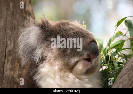 Der Koala hat einen großen runden Kopf, große pelzige Ohren und große schwarze Nase. Stockfoto