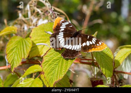 Lorquins Admiral-Schmetterling (Limenitis lorquini) aus der Familie der Nymphalidae ruht Ende September auf einem Himbeerblatt, im Westen des US-Bundesstaates Washington Stockfoto