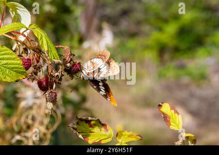 Lorquins Admiral-Schmetterling (Limenitis lorquini), aus der Familie der Nymphalidae, Ende September im Westen von Washington USA, mit Flügelunterseite. Stockfoto