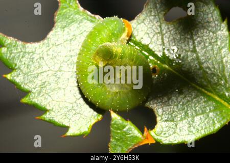 Eine grüne, steinfarbene Rosenschnecke (Cladius difformis) rollt sich auf einem grünen Rosenblatt, während sie versucht, sich im Sommer in einem Rosengarten zu tarnen. Stockfoto