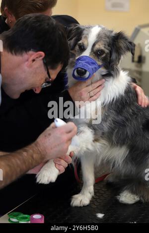 Foto von Tim Cuff 10 Juli 2018 - Halifax Veterinary Hospital, Nelson, Neuseeland: Ein nervöser Grenzkollie hat ihr Bein vom Tierarzt rasiert Stockfoto