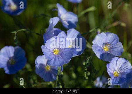 Prärieflachs (Linum lewisii) blüht. Stockfoto