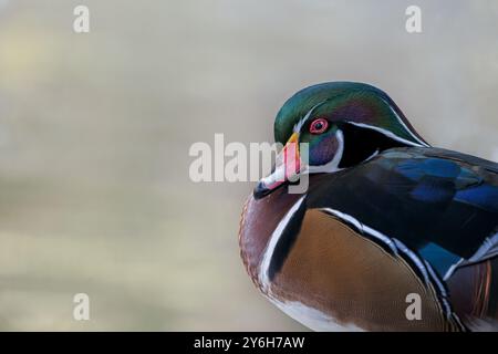 Freies männliches Aix-Sponsa-Profil aus Holz Stockfoto
