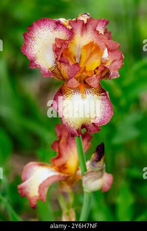Eine Nahaufnahme einer bärtigen Iris, die der Cinnamon Girl-Sorte ähnelt. Blühte im Mai in Wisconsin auf. Stockfoto