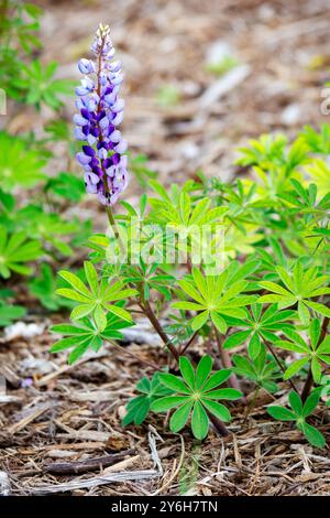 Ein blühender Stamm einer wilden Lupine, auch bekannt als Lupine perennis, im Mai in Wisconsin. Stockfoto