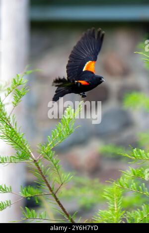 Ein männlicher rotflügelbarsch fliegt bereit, sein Brutgebiet zu verteidigen. Aufgenommen im Mai in Wisconsin. Stockfoto