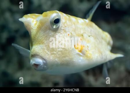 Longhorn-Kuhfisch (Lactoria cornuta) im Georgia Aquarium im Zentrum von Atlanta, Georgia. (USA) Stockfoto