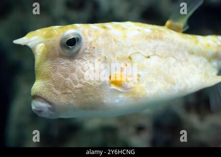 Longhorn-Kuhfisch (Lactoria cornuta) im Georgia Aquarium im Zentrum von Atlanta, Georgia. (USA) Stockfoto