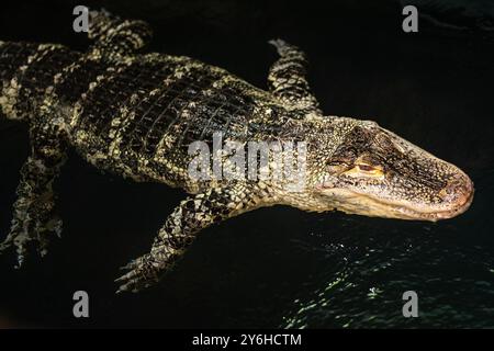 Amerikanischer Alligator (Alligator mississippiensis) im Georgia Aquarium in der Innenstadt von Atlanta, Georgia. (USA) Stockfoto